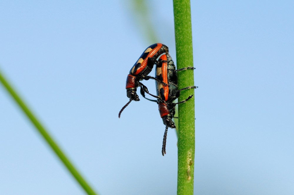 Crioceris asparagi - Gemeines Spargelhähnchen