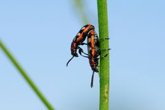 Crioceris asparagi - Gemeines Spargelhähnchen