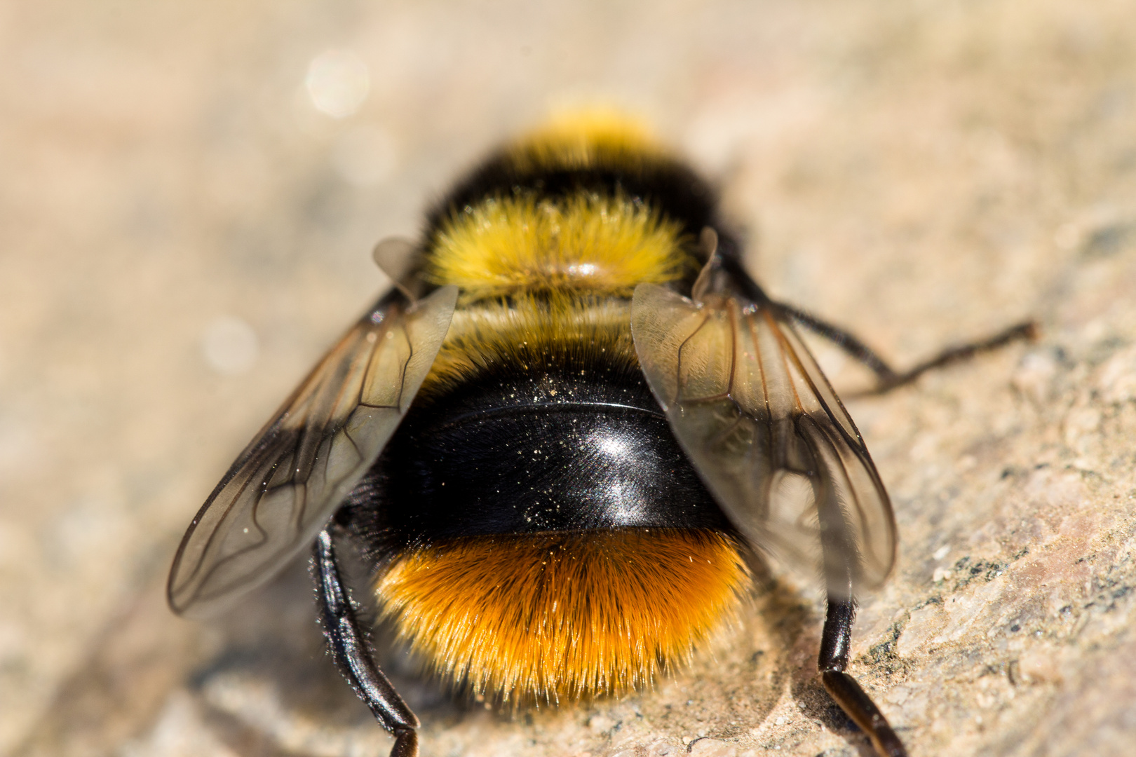 Criorhina ranunculi, female