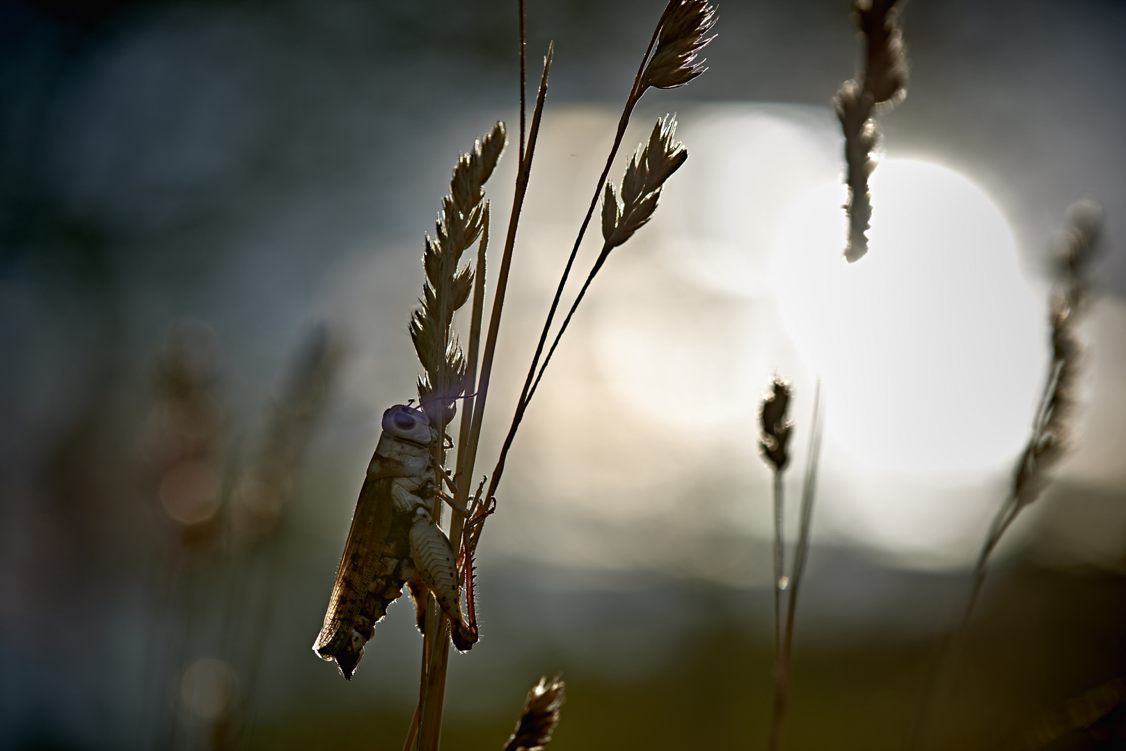 Criquet dans le soleil couchant