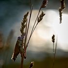 Criquet dans le soleil couchant