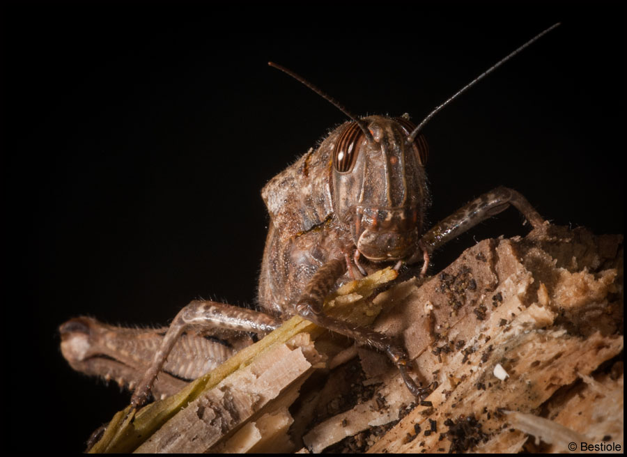 Criquet Egyptien (Anacridium aegyptium)