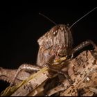 Criquet Egyptien (Anacridium aegyptium)