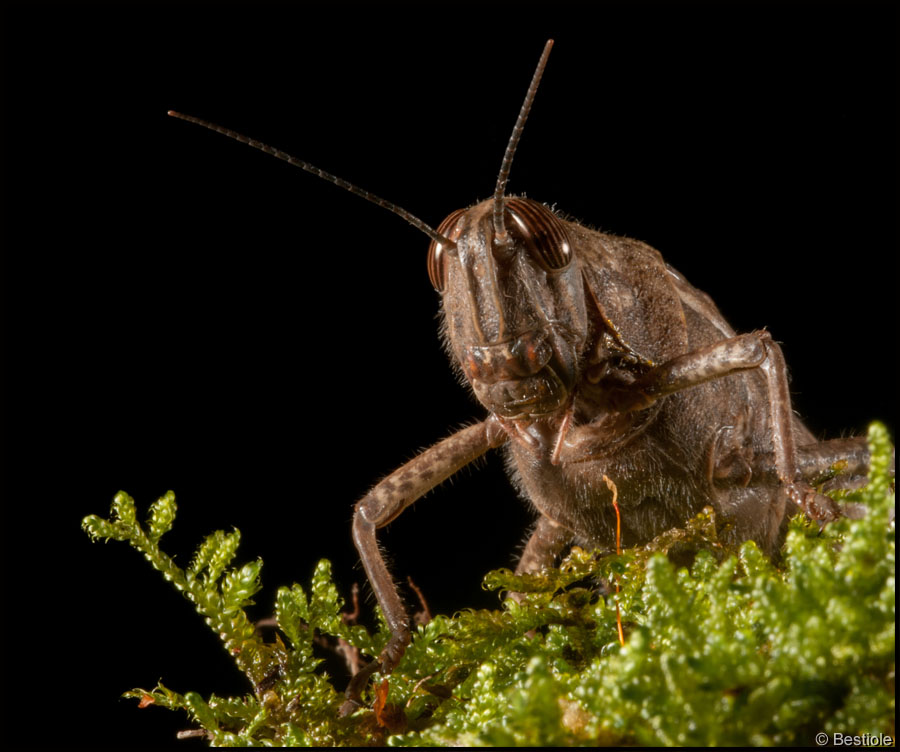 Criquet Egyptien / Anacridium Aegyptium