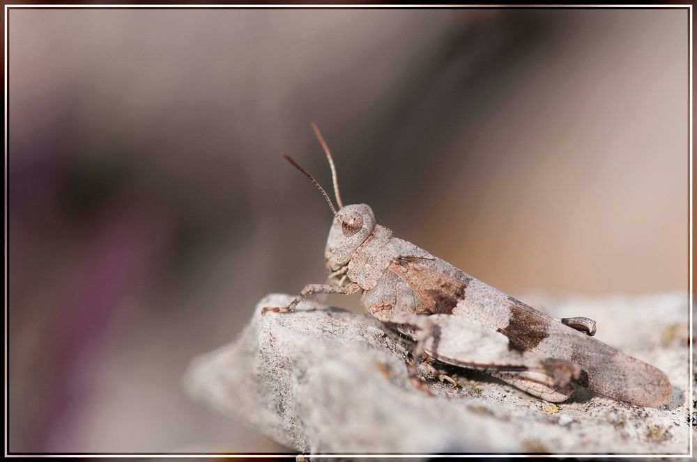 Criquet oedipodia charpentieri