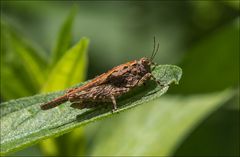 Criquet rugueux 