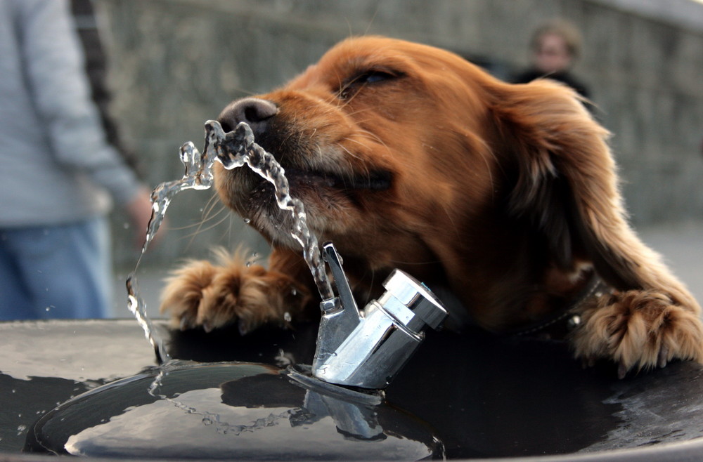 ¿CRISIS?. Bebe agua !. Drink water !