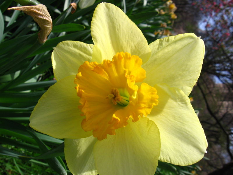 Crisp flower in central park NYC