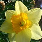 Crisp flower in central park NYC