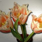 Crispa Tulpen ²