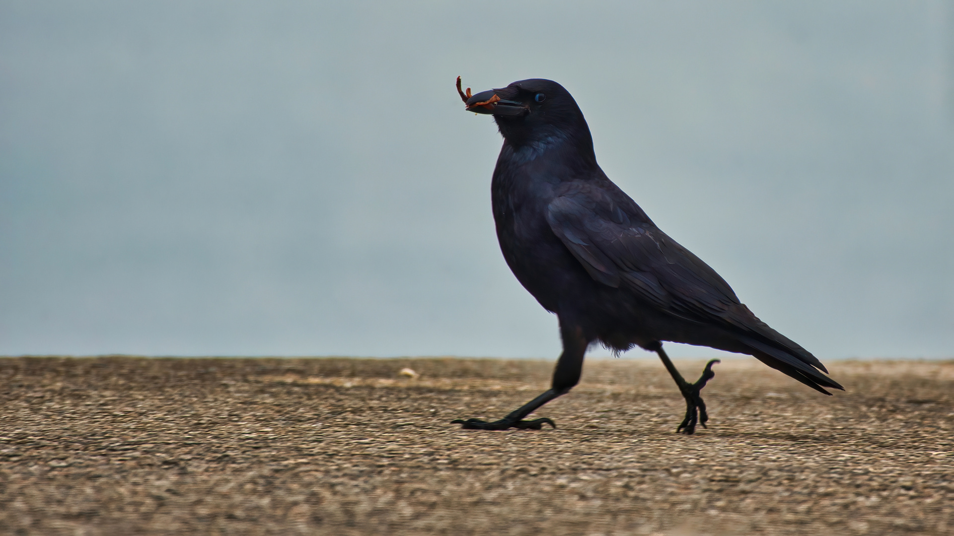 Crispy-Crunchy-Rainworm-Snack.  