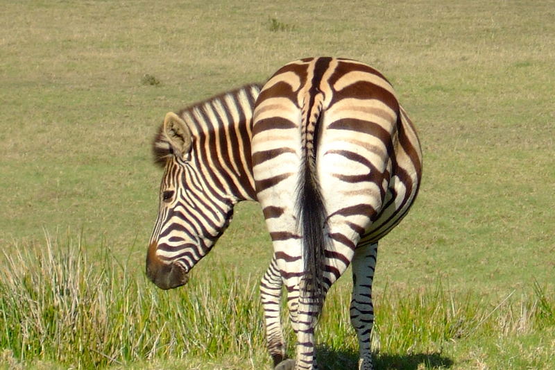 Criss-Cross Zebra