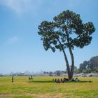 crissy field