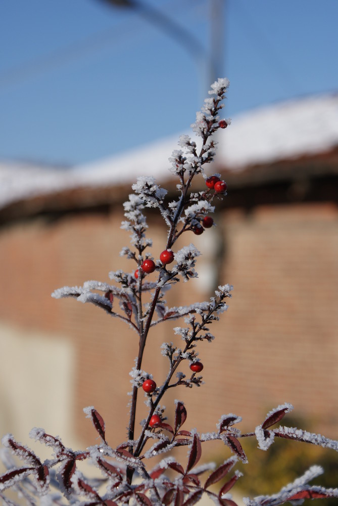 Cristalli e bacche rosse