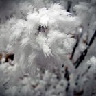 Cristaux de glace