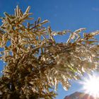 Cristaux de glace