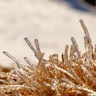 Cristaux de glace