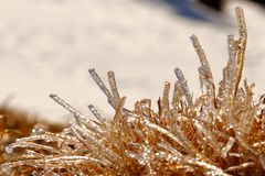 Cristaux de glace