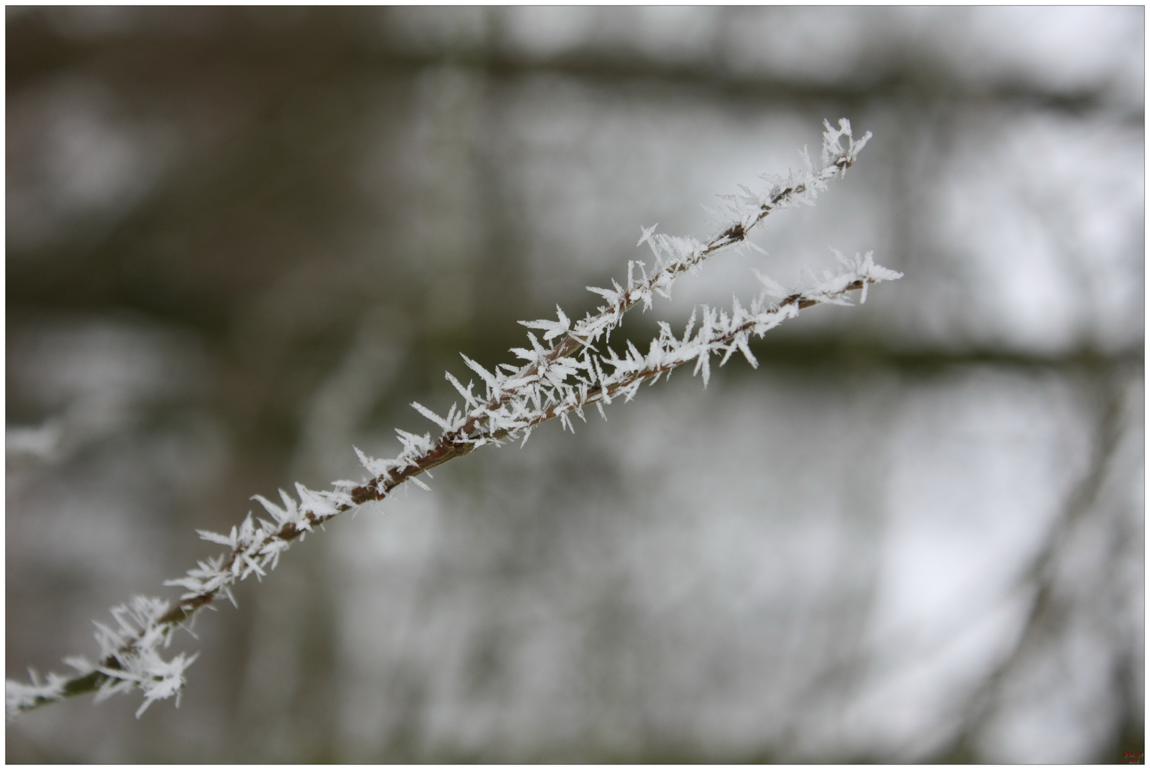 cristaux de neige