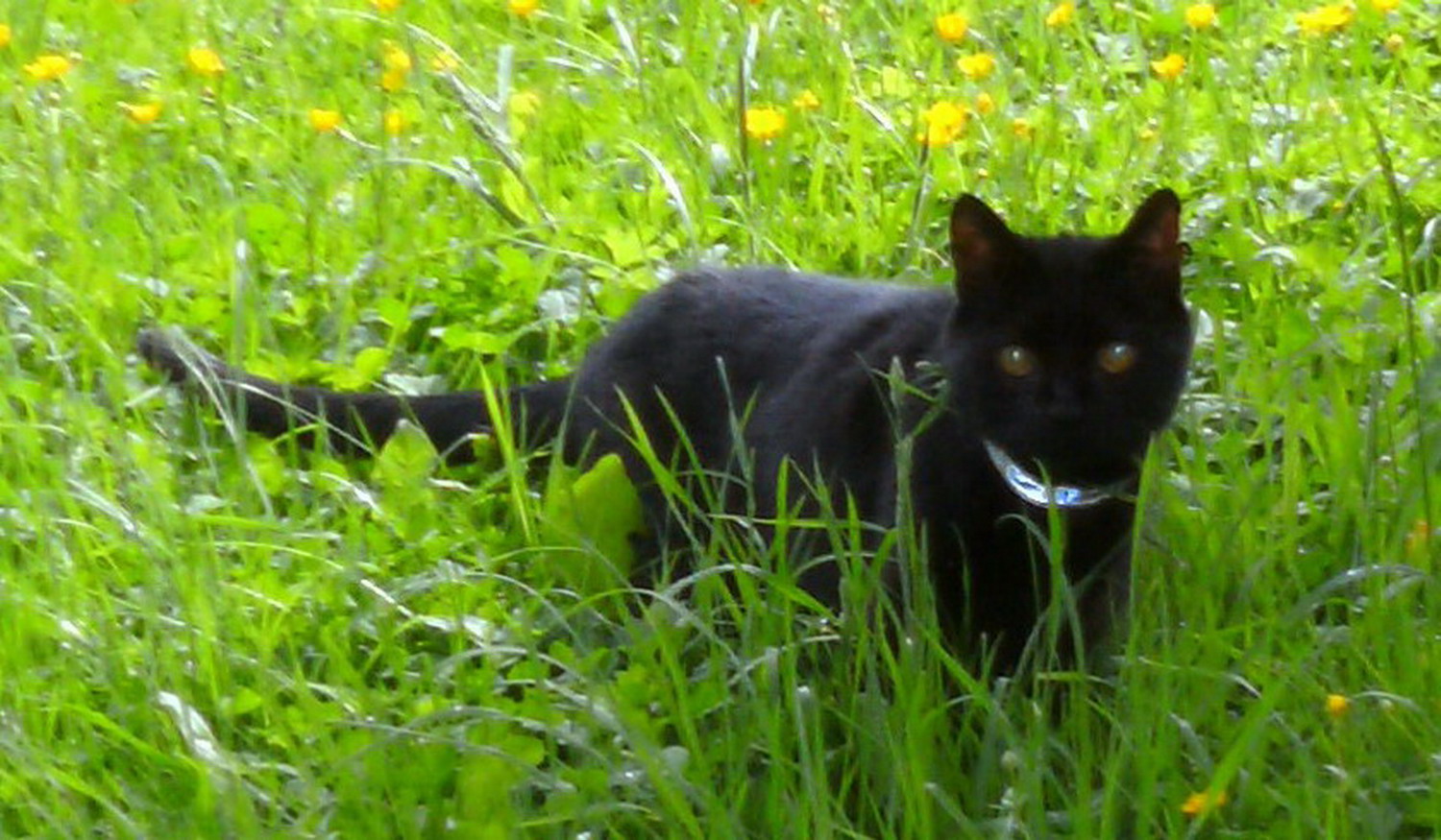 Crisu *nun im Katzenhimmel*