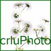 crluPhoto