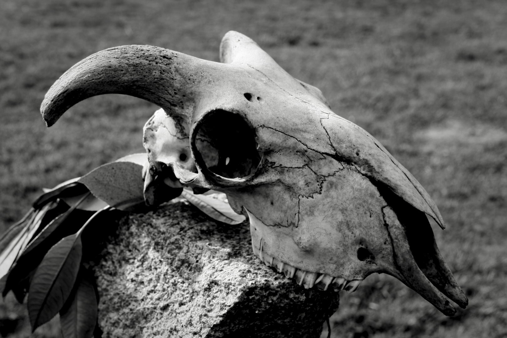 crâne de bouc