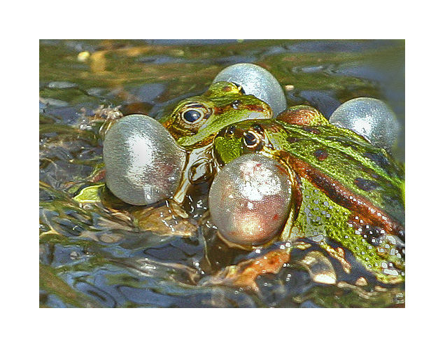 Croaking frogs