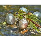 Croaking frogs