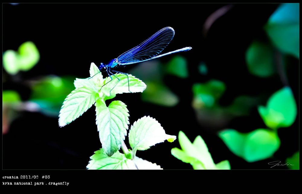 croatia 2011/08 . krka nationalpark . dragonfly