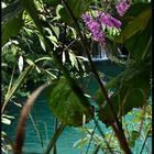 croatia 2011/08 . krka nationalpark . lagoon of paradise