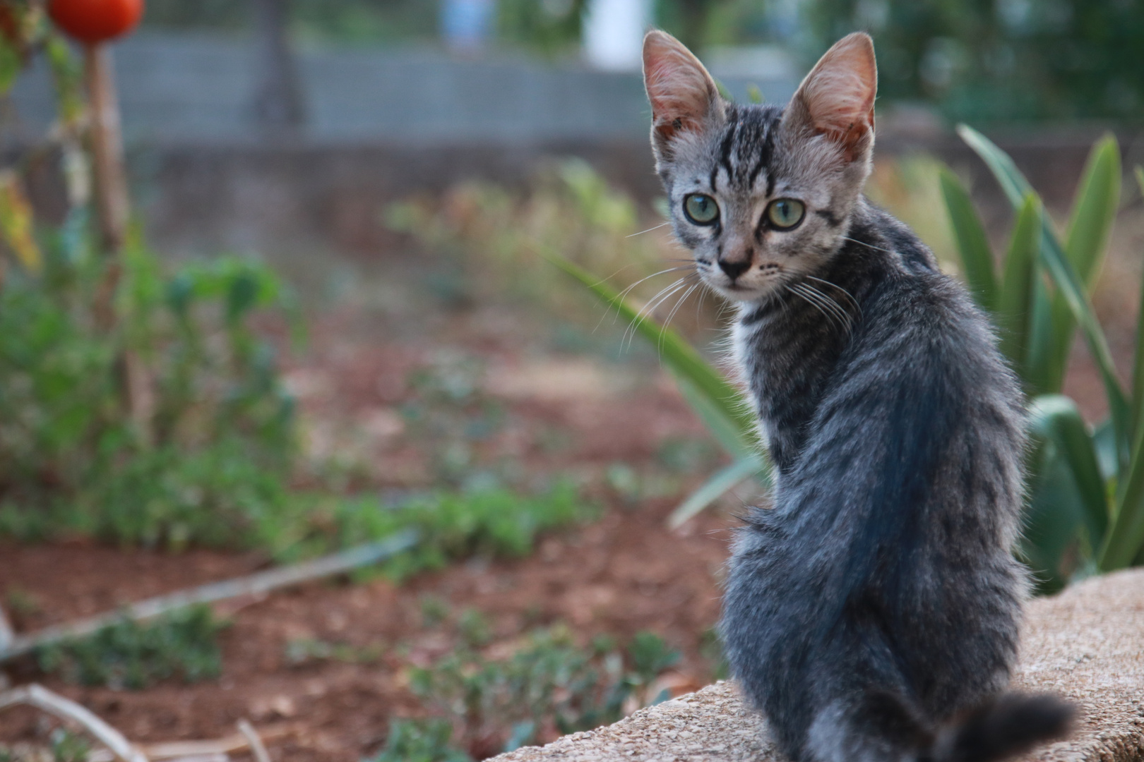 Croatian cat