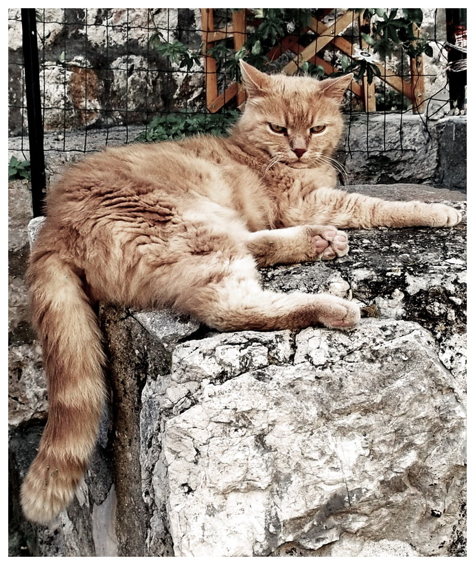 Croatian Cat