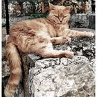 Croatian Cat