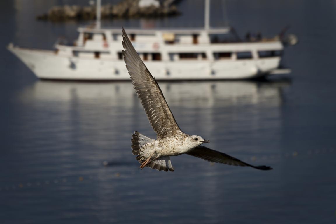 croatian dove