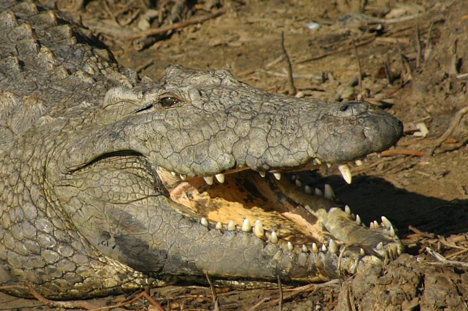 Croc