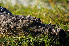 Croc am Chobe