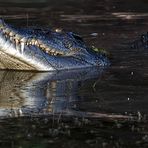 Croc Australia