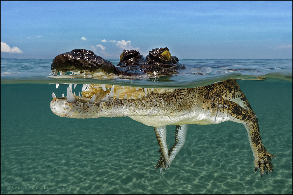 croc close up