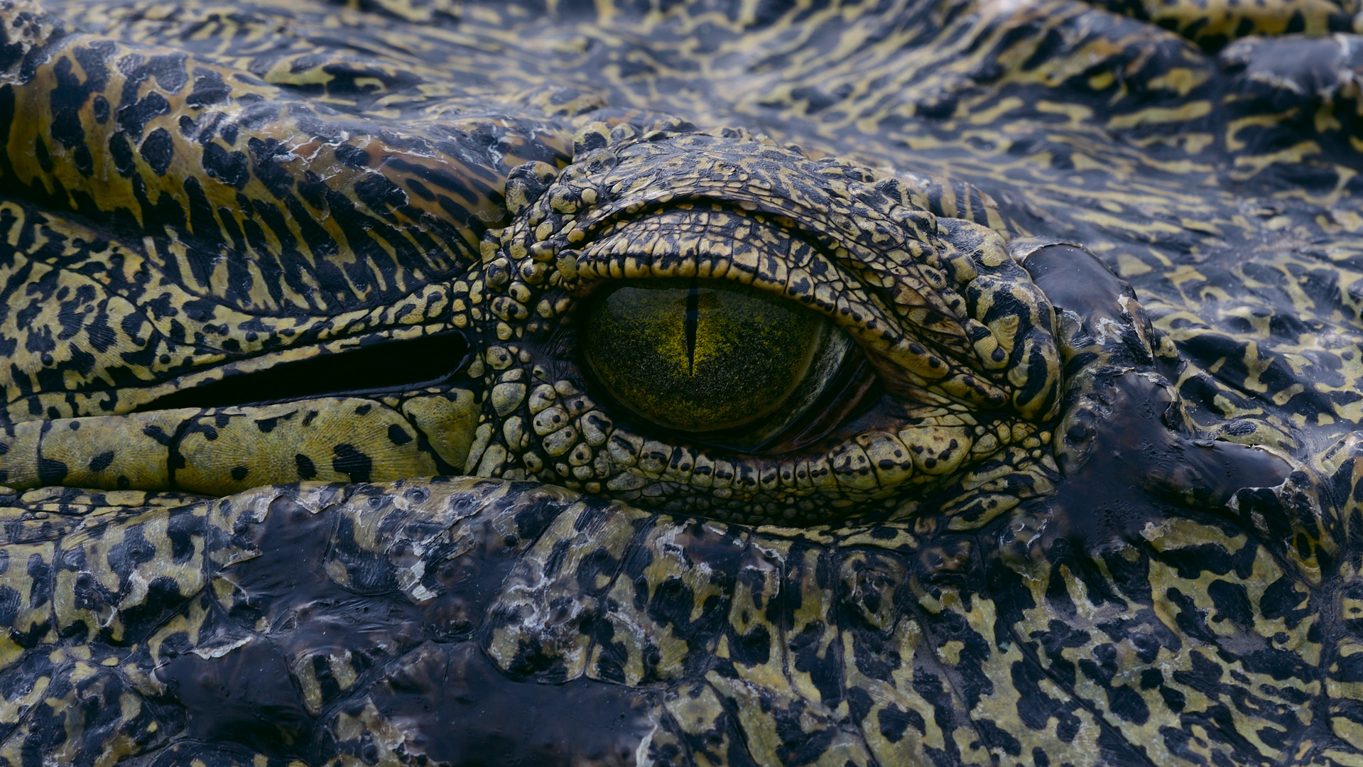 Croc detail 2