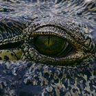 Croc detail 2