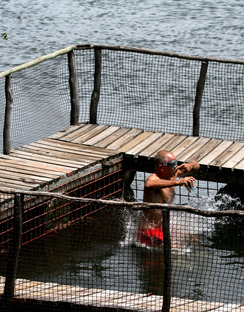 Croc - Diving