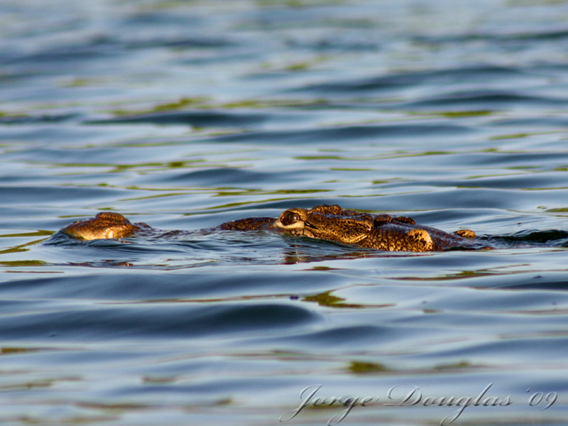 Croc en el azul