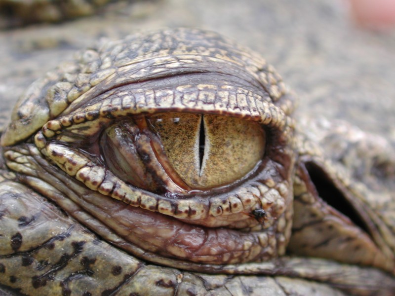 croc eye