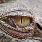 croc eye