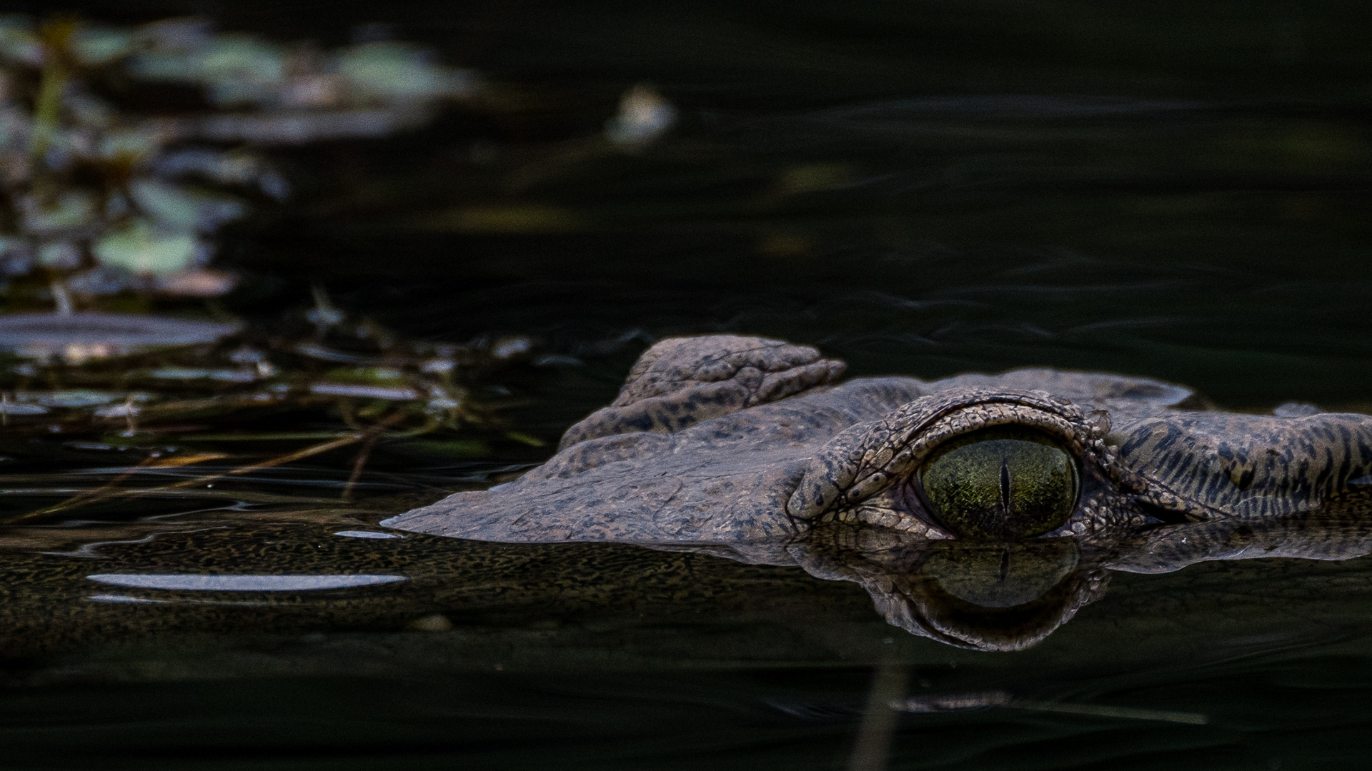 Croc Eye, Sambia, Lower Zambezi