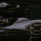 Croc Eye, Sambia, Lower Zambezi