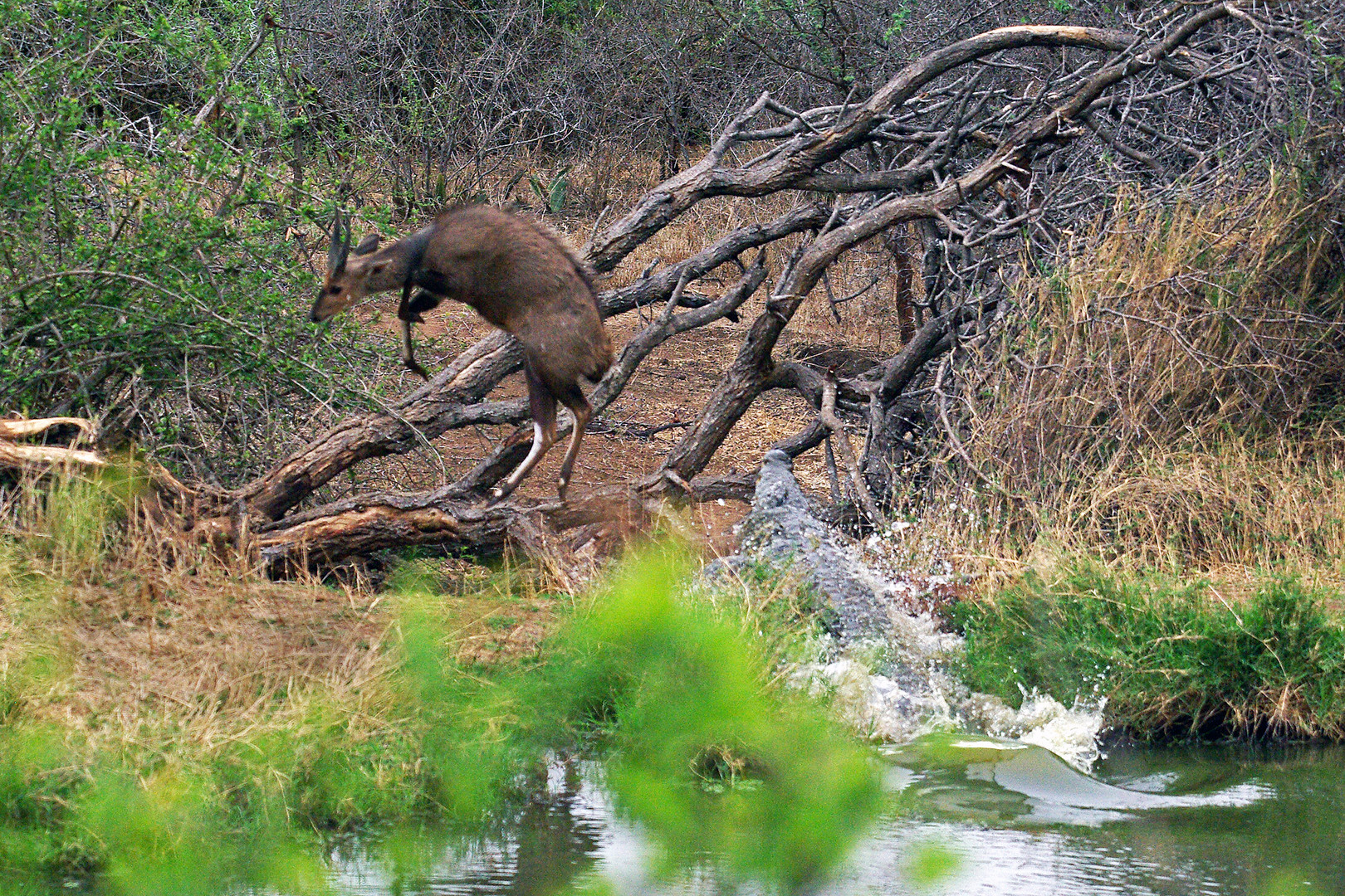 Croc Hunting