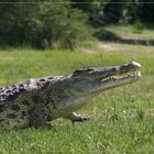 Croc im Murchison NP