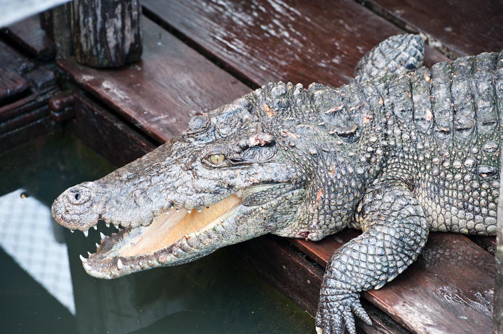 Croc in the floating village (Siem Reap, Cambodia)