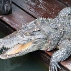 Croc in the floating village (Siem Reap, Cambodia)